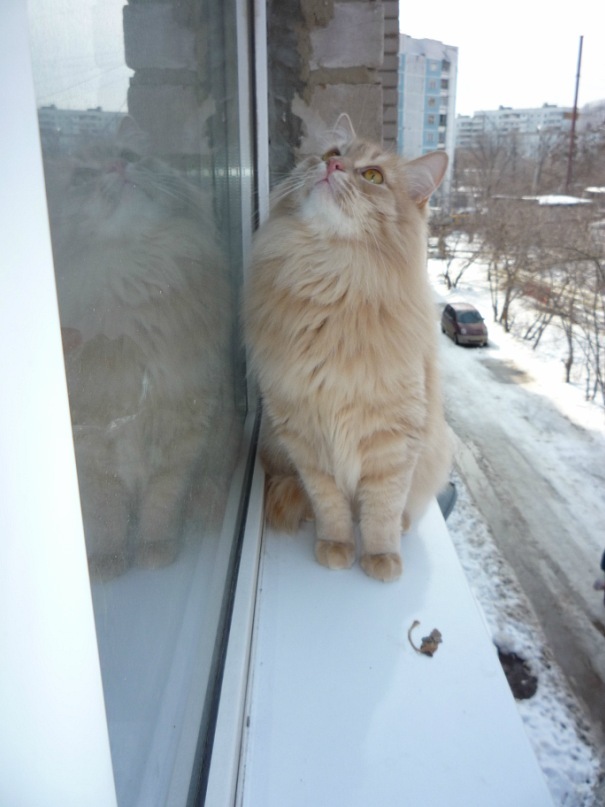 Тамара Кошевец фотография #21