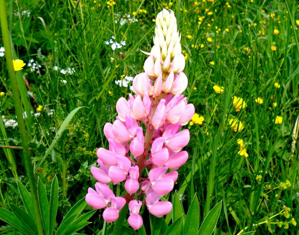 Наталья Мальцева фотография #10