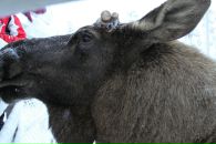 Анна Маркина фотография #31 (источник - https://vk.com/id1434636)