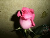 Фотография Смирновой Дарьи