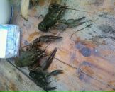 Вован Хемій фотография #13 (источник - https://vk.com/id127788465)