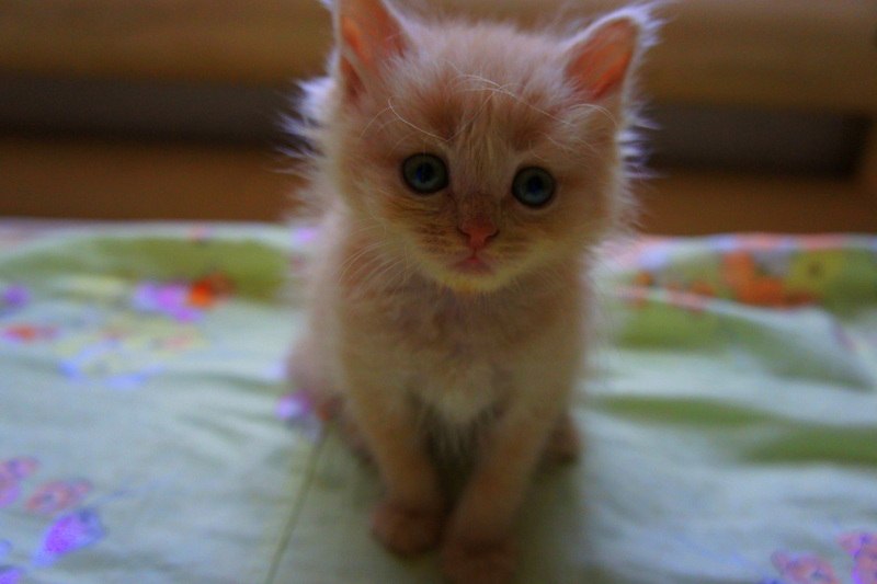 Наталья Олейникова фотография #4