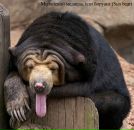 Фотография Иванковича Владимира