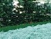 Аня Діміч фотография #24 (источник - https://vk.com/id134268992)