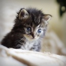 Фотография Шадринцева Александра