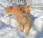 Фотография Смирновой Инны