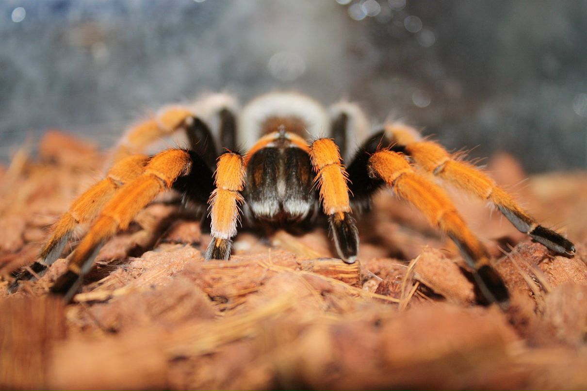 Дмитрий Борисенко фотография #20