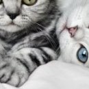 Наталія Олійник фотография #3 (источник - https://vk.com/id85387598)