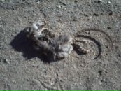 Фотография Синицына Алексея