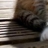 Артьом1к Твойласкавийзайка!!!!!====== фотография #23 (источник - https://vk.com/id147648234)
