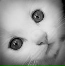 Андрюха Білима фотография #11 (источник - https://vk.com/id75475419)