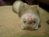 Фотография Морозов Сергей