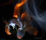 Фотография Сафоновой Натальи