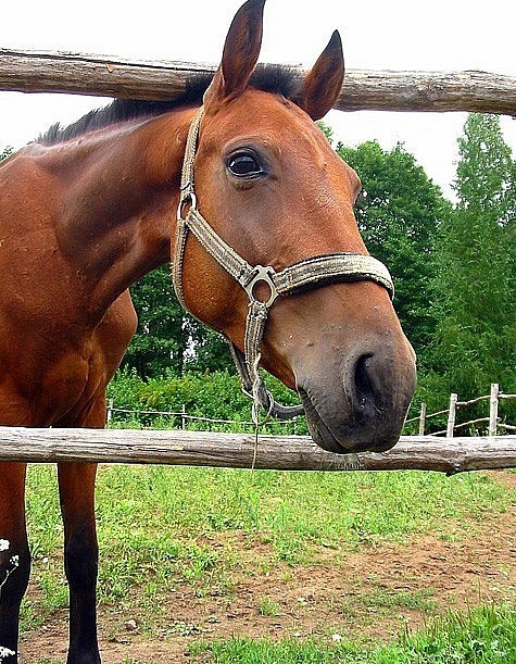シ シ фотография #37