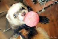 Фотография Борзенкова Евгения