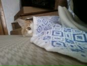 Фотография Cherstvyakova Булгун