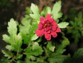 Тетяна Мацібора фотография #23 (источник - https://vk.com/id40878644)