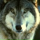 Андрій Гуцько фотография #31 (источник - https://vk.com/id144328244)