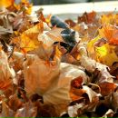 Фотография Дарашиной Марии