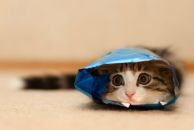 Псевдо Палкин фотография #18 (источник - https://vk.com/id725249)