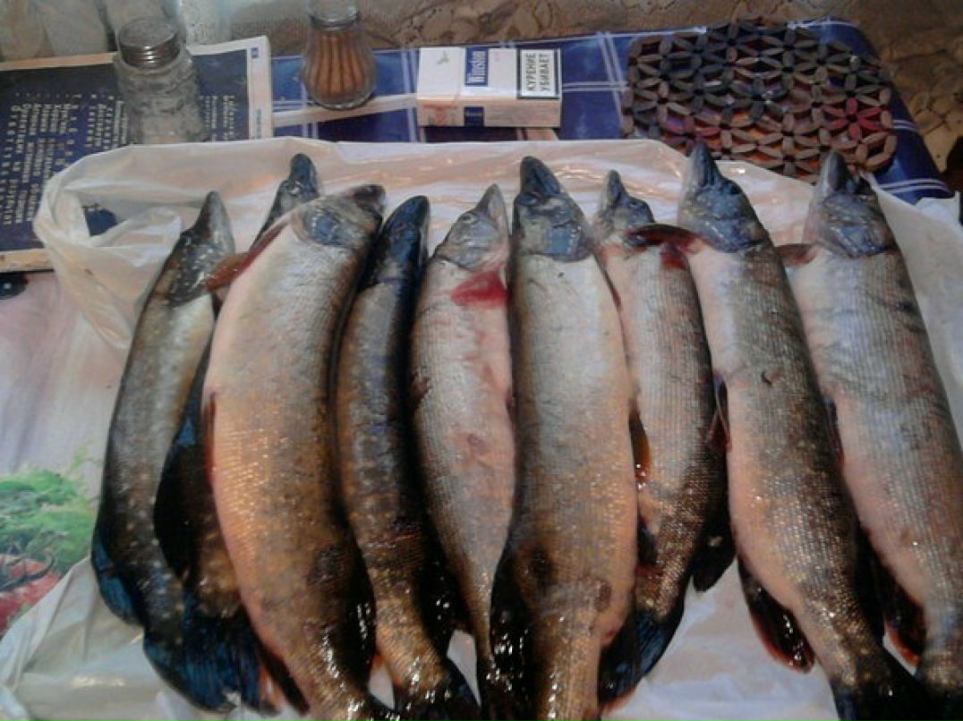 Сергей Дроботенко фотография #45