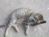 Діана Пономарьова фотография #7 (источник - https://vk.com/id85698018)