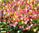 Фотография Паньшиной Елены