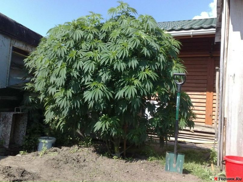 Юра Полищук фотография #4