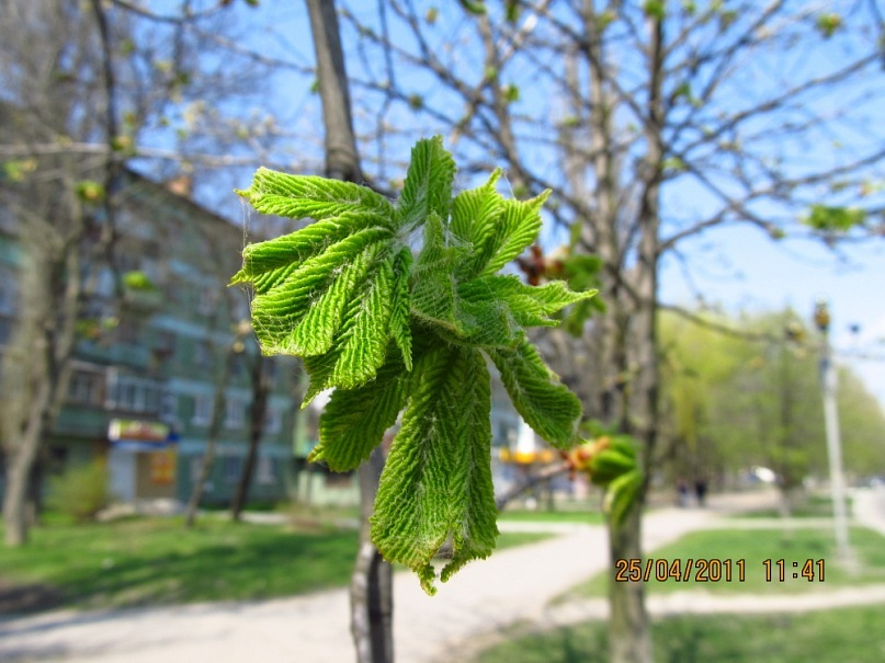 Анатолий Скороход фотография #12