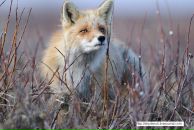 Фотография Трибунская Евгения