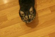 Кса На фотография #2 (источник - https://vk.com/id3671604)