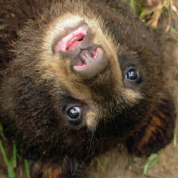 Дмитрий Голдобин фото №20