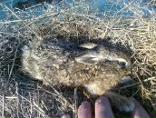 Василь Любоємський фотография #10 (источник - https://vk.com/id124003979)