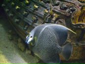 Фотография Смирновой Ирины