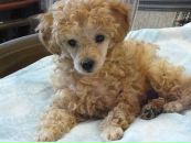 Наталія Гур'янова фотография #22 (источник - https://vk.com/id30916353)