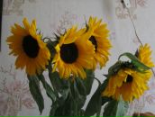 Фотография Манусовой Ольги