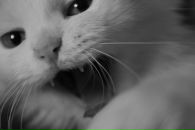 Фотография Кочетовой Кристины