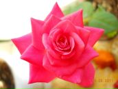 Фотография Закировой Айгуль