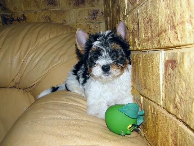 Taska Taska фотография #10