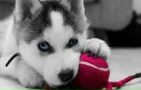 Фотография Бобровского Кирилла