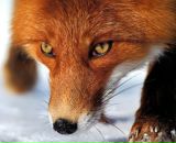 Фотография Ломовой Екатерины