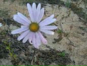 Фотография Пономаревой Ольги