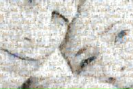 Фотография Арамов Вячеслав