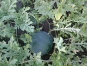 Діма Пачковський фотография #7 (источник - https://vk.com/id30481389)