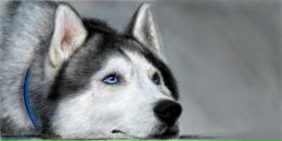 Януська Діхтяренко :) фотография #19 (источник - https://vk.com/id61338027)