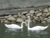 Міша Уланівський фотография #46 (источник - https://vk.com/id25714670)