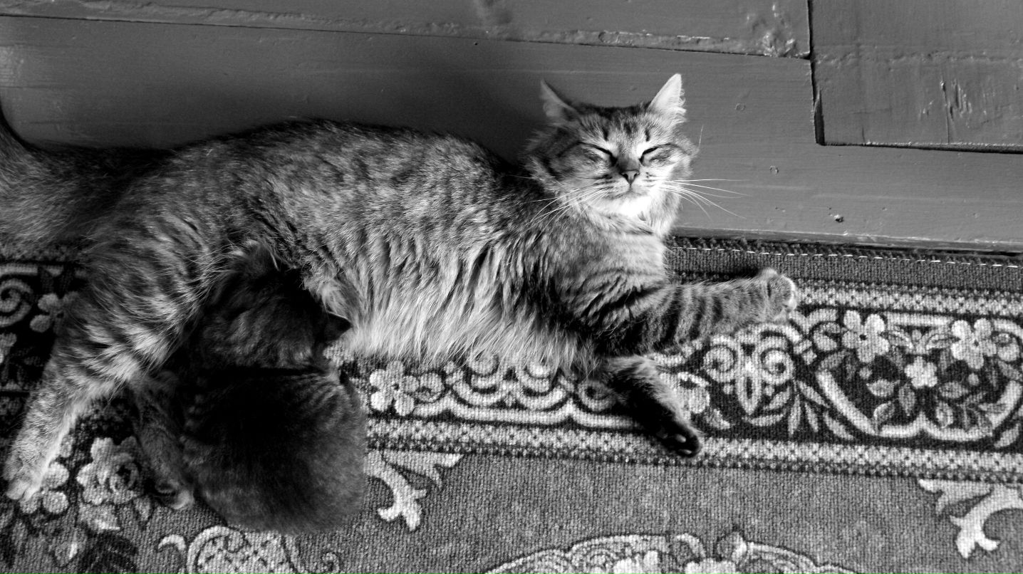 Claus ......... фотография #42