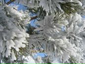 Фотография Ковалёвой Оксаны