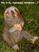 Knight Honour фотография #28 (источник - https://vk.com/id655167)