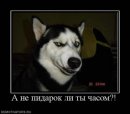 Руслан Пашаєв фотография #7 (источник - https://vk.com/id38958669)
